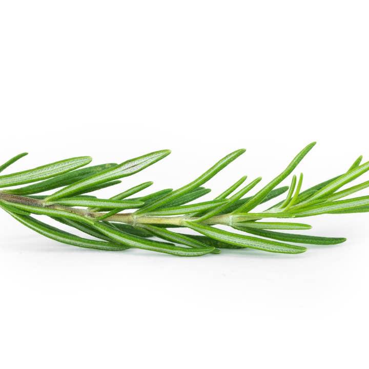 Innate Organic Body - Wholesale Essential Oil - CBD Headache Relief Oil +75mg CBD4