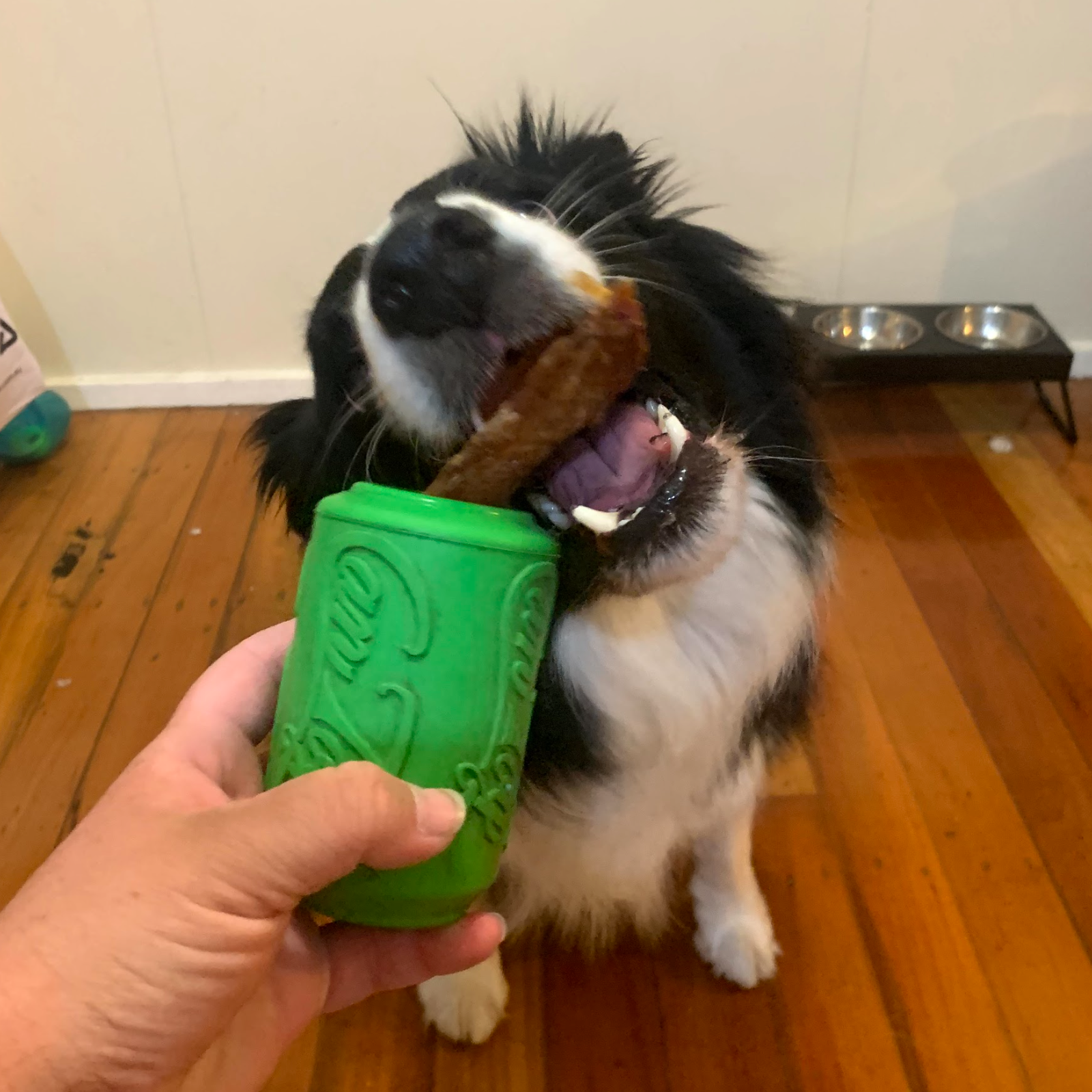 Rover Pet Products - Vente Jouet à mâcher – chien - Canette Toy14