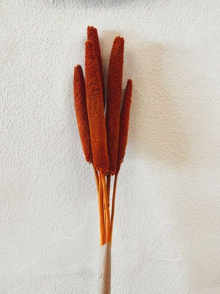 Uma Cantik - Wholesale Dried/Pressed Flowers - Babala Orange Dried Flowers1