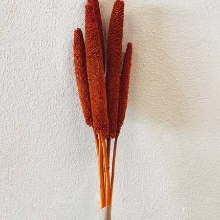 Uma Cantik - Wholesale Gedroogde/geperste bloemen - Babala oranje gedroogde bloemen1