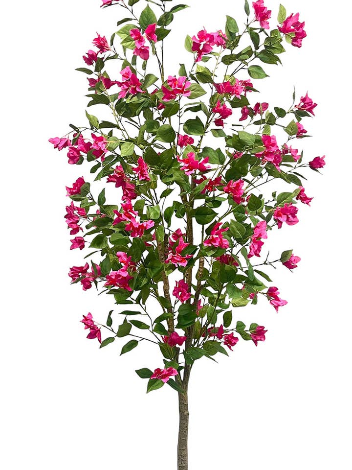 Bougainvillea-Baum, 78 Etagen, 200 cm für den Großhandel von Aguilar Málaga