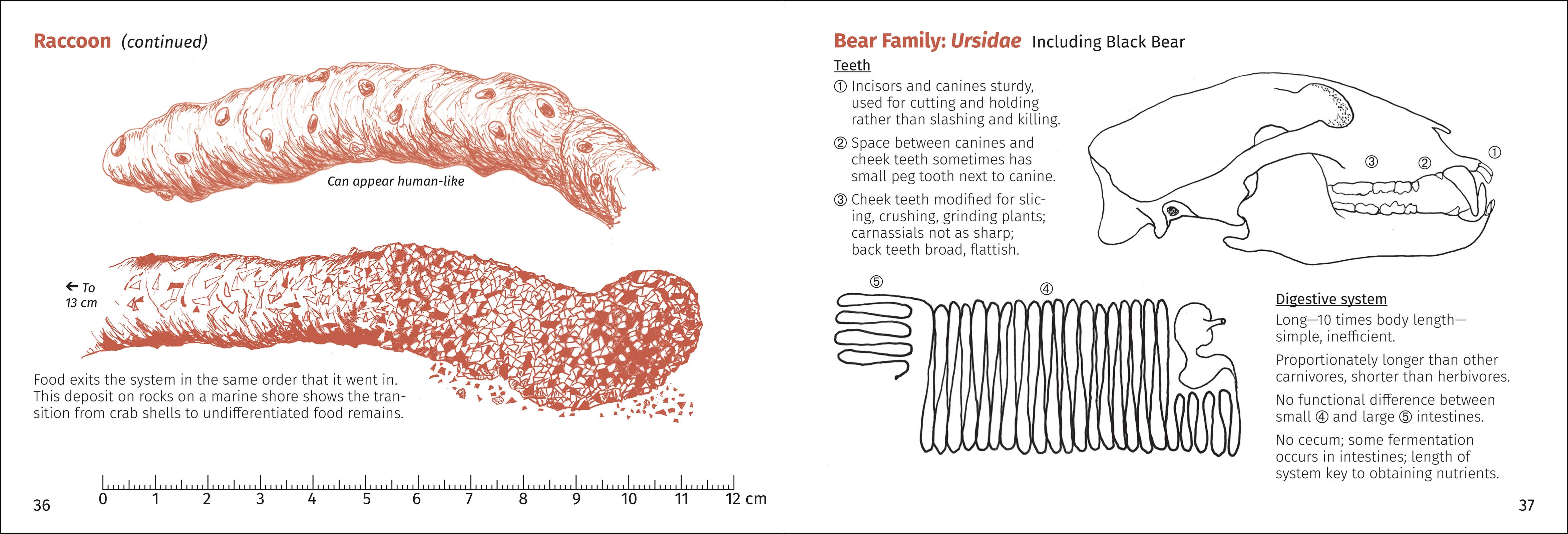 AdventureKEEN - Wholesale Nature & Outdoors - Scat Finder 2nd Edition8