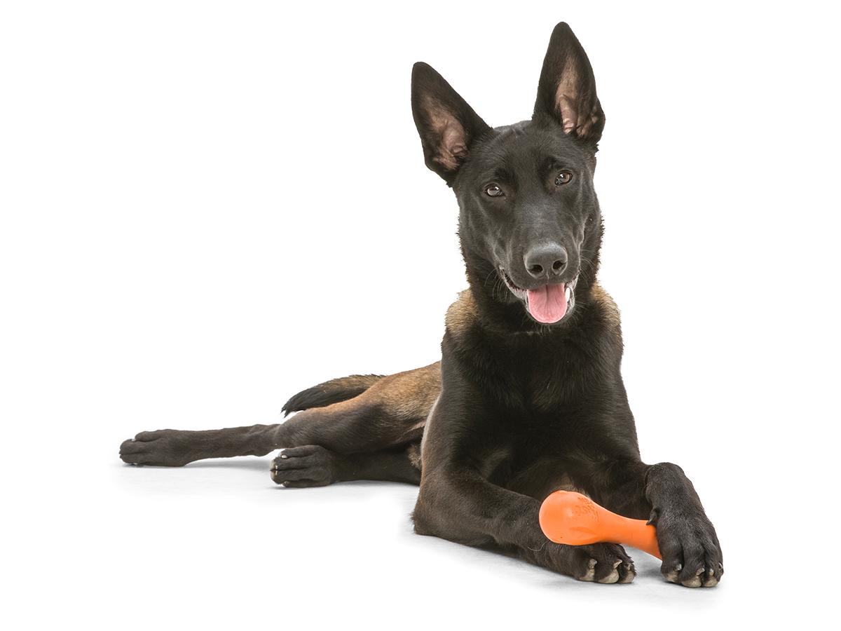 West Paw - Wholesale Pet Chew Toy - Dog - Hurley® Dog Toy for Chew, and Fetch7