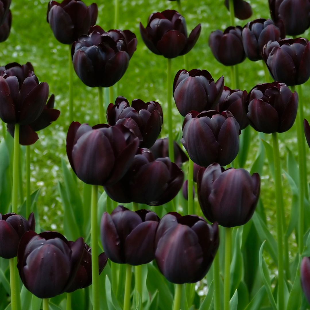 Thorsen's Greenhouse - Vente Plante - Bulbes de tulipes - Plusieurs variétés - Plantes vivaces7