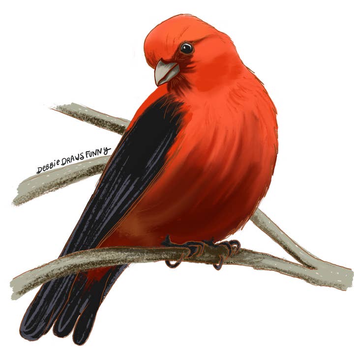 Scarlet Tanager fugleklistermærke - fuglenørd-klistermærke, håndtegnet for engroshandel hos Debbie Draws Funny