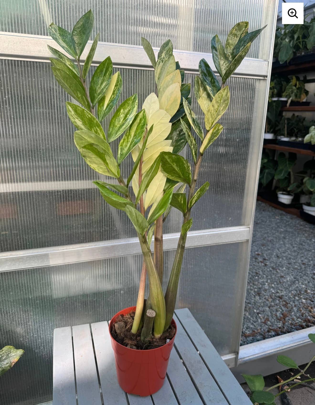 Plant Vault - Wholesale Live Plant - Variegated ZZ "Zamioculcas zamiifoli"4