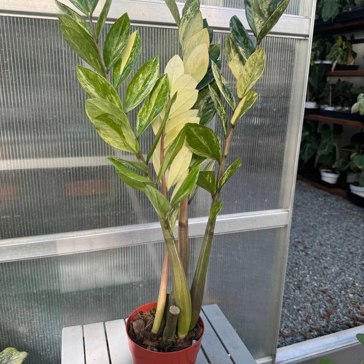 Plant Vault - Wholesale Live Plant - Variegated ZZ "Zamioculcas zamiifoli"4