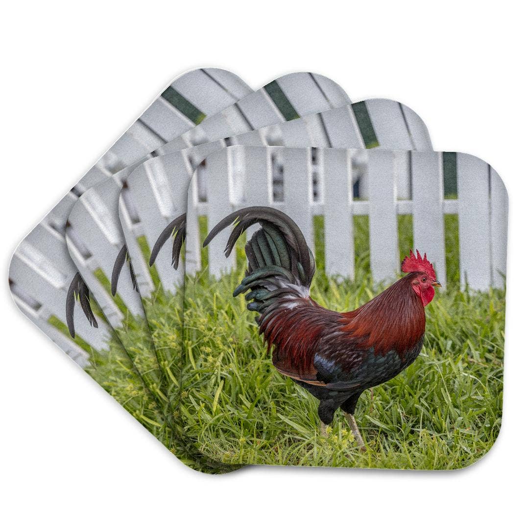 3dRose - Wholesale Coasters - 3dRose, Cubalaya Gypsy Rooster in Key West, Florida, USA., Coaster7