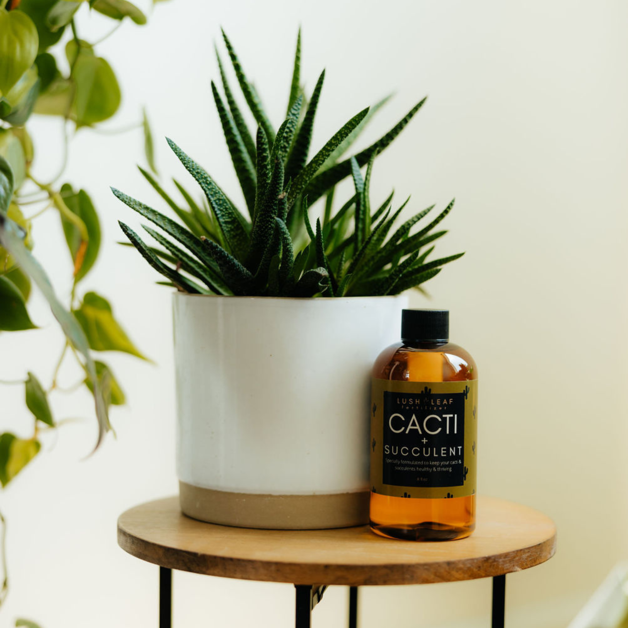 Lush Leaf - Wholesale Fertilizer - Cacti & Succulent Plant Food4