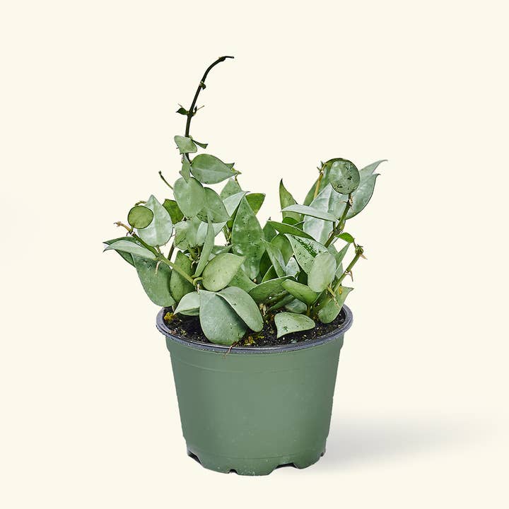 Rooted - Wholesale Live Plant - Hoya 'Arctic' (4" or 6" Pot)