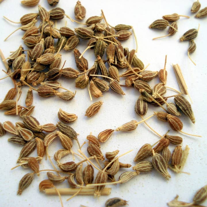 Decker Rd. Seeds - Wholesale Plant Seeds - Anise Seeds