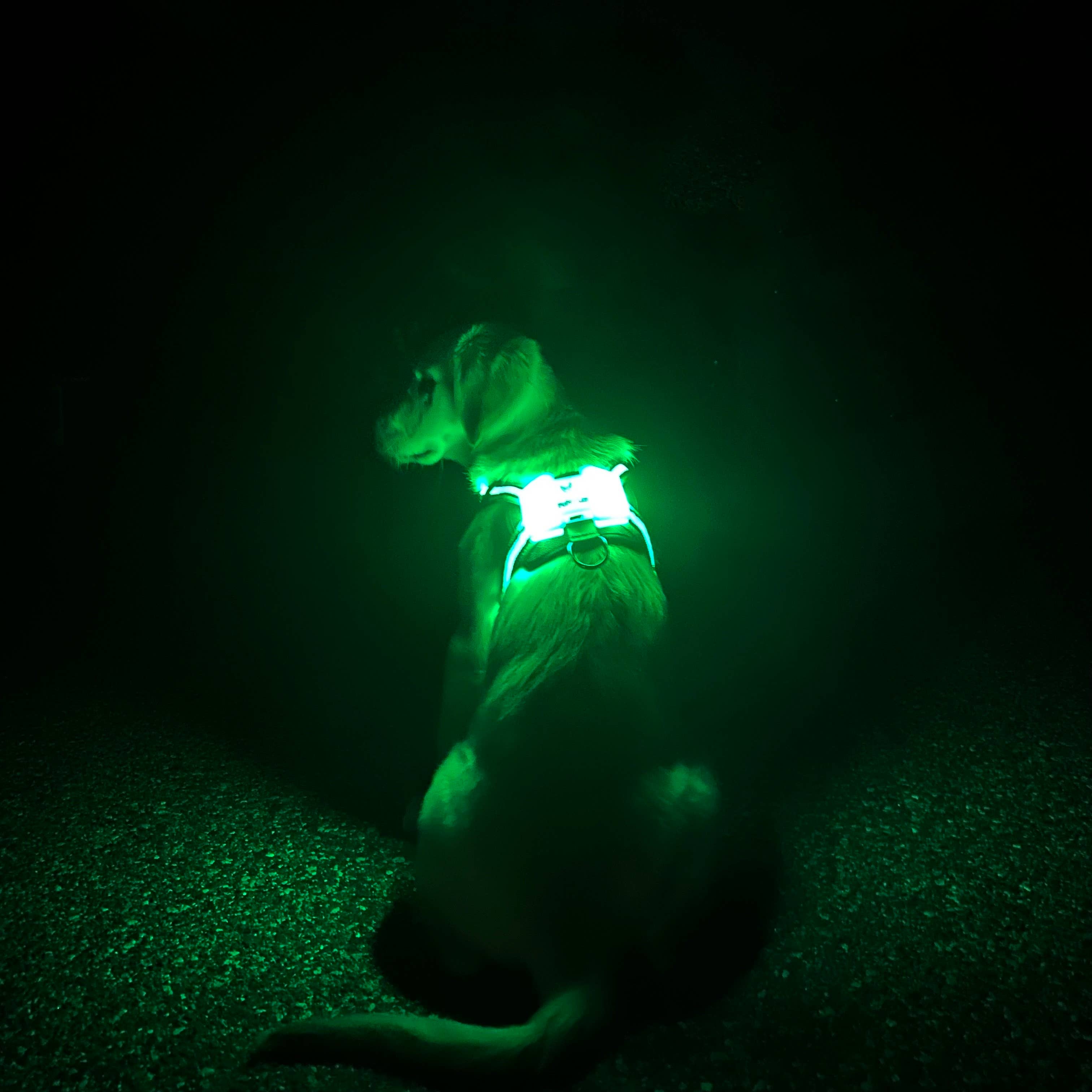 Puppy LED - Venta al por mayor Arnés - Perros - Arnés para perro con luces LED11