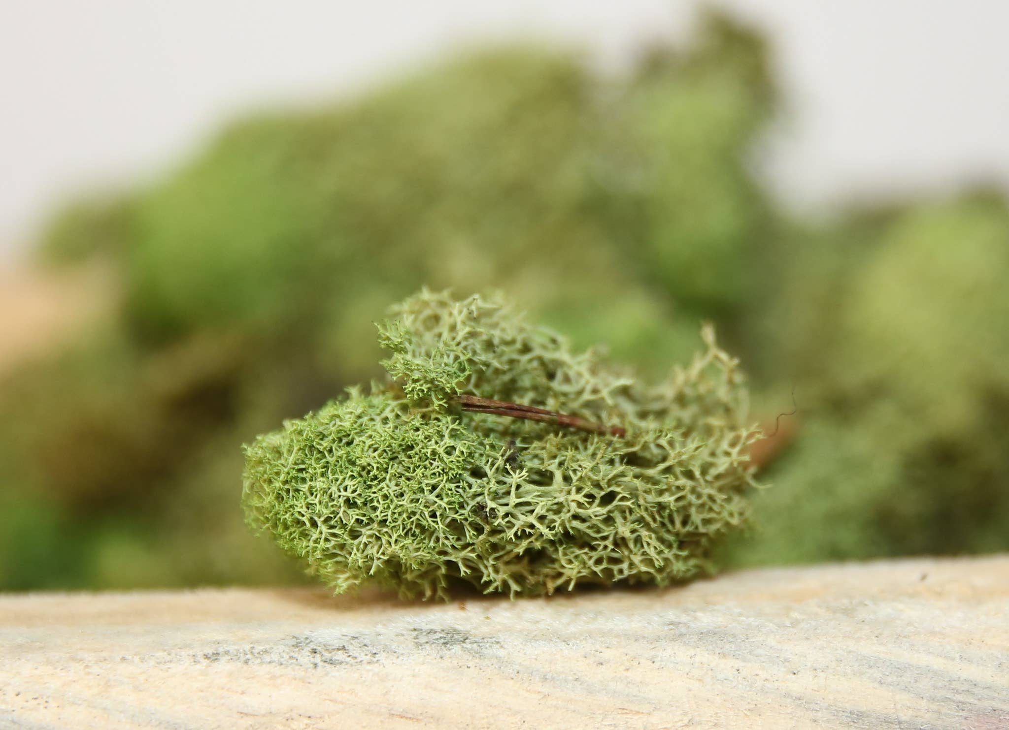 Forever Green Art - Wholesale Live Plant - Preserved Colored Deer Moss – 4oz Bag (Min. 8 Bags)10