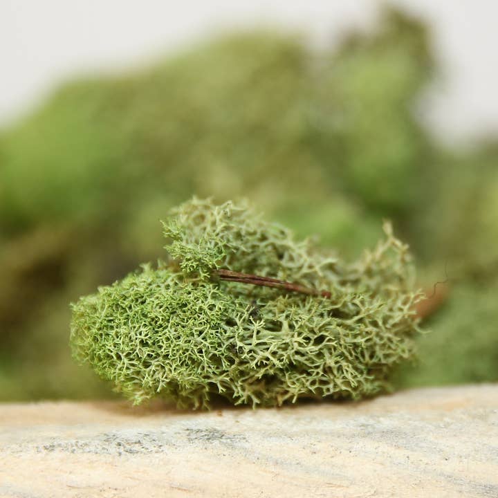 Forever Green Art - Wholesale Live Plant - Preserved Colored Deer Moss – 4oz Bag (Min. 8 Bags)10