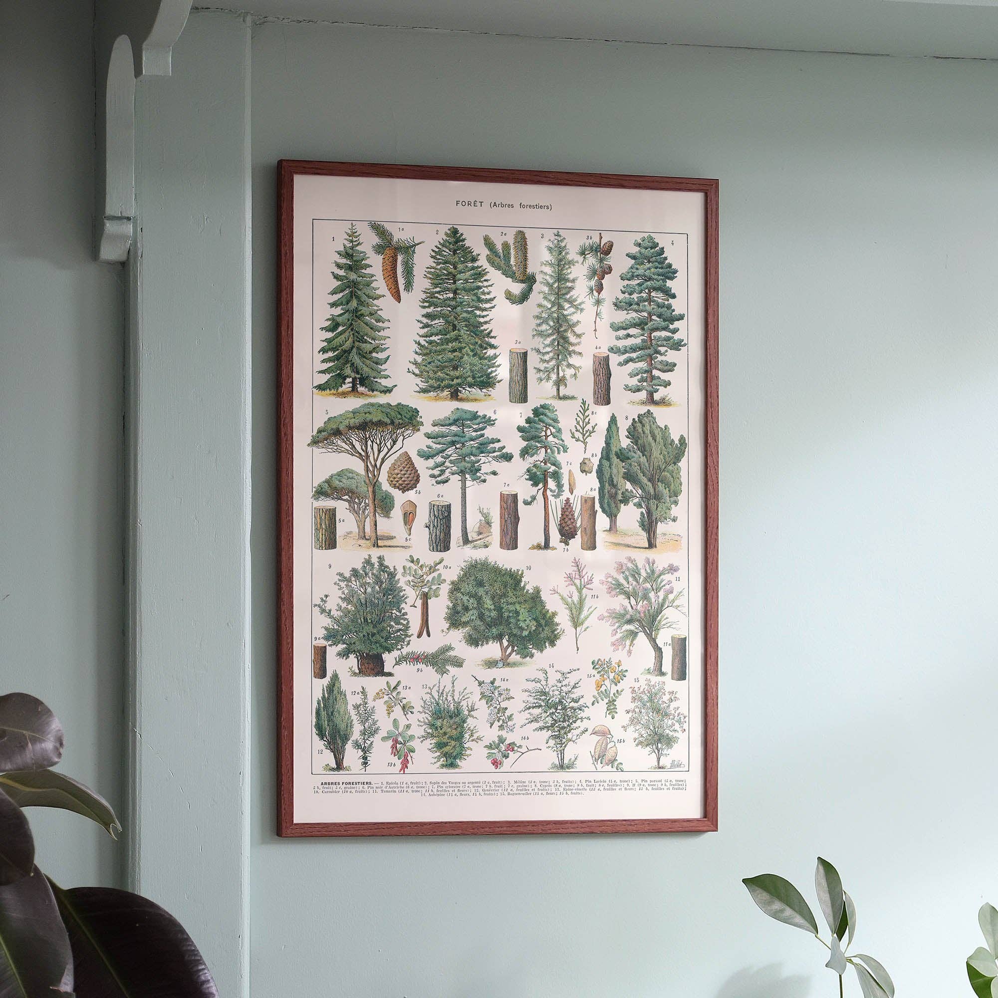 Aster Edition - Wholesale Poster - Poster: Forest (Forest Trees)1