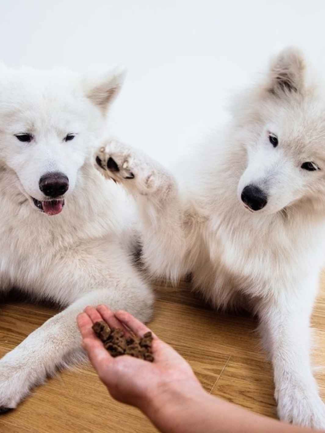 Truffe Délice – wholesale Godis - Hund – Träningsgodis med hjortkött för hundar och katter1