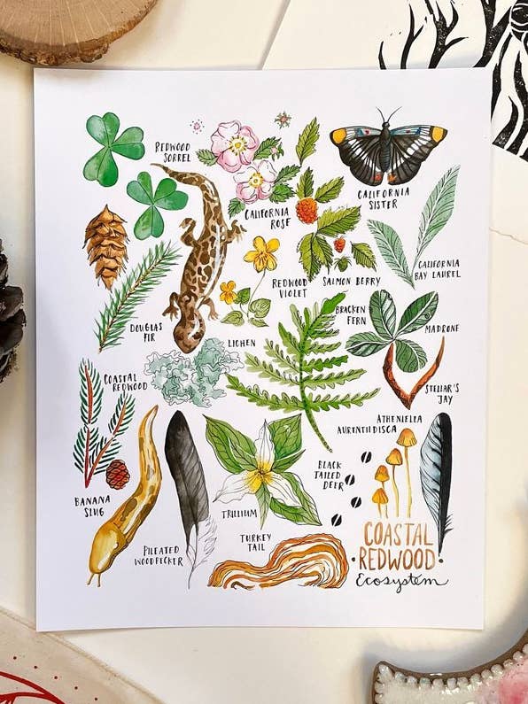 Impressão Artística do Ecossistema Redwood por atacado de Botanical State of Mind