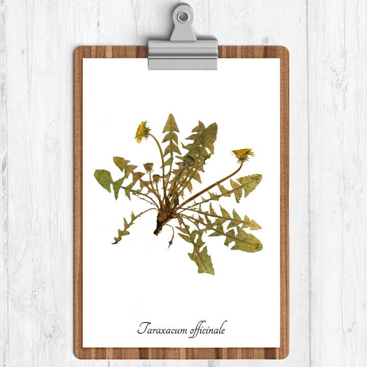 Imprimé botanique pissenlit pour la vente par Ecobota