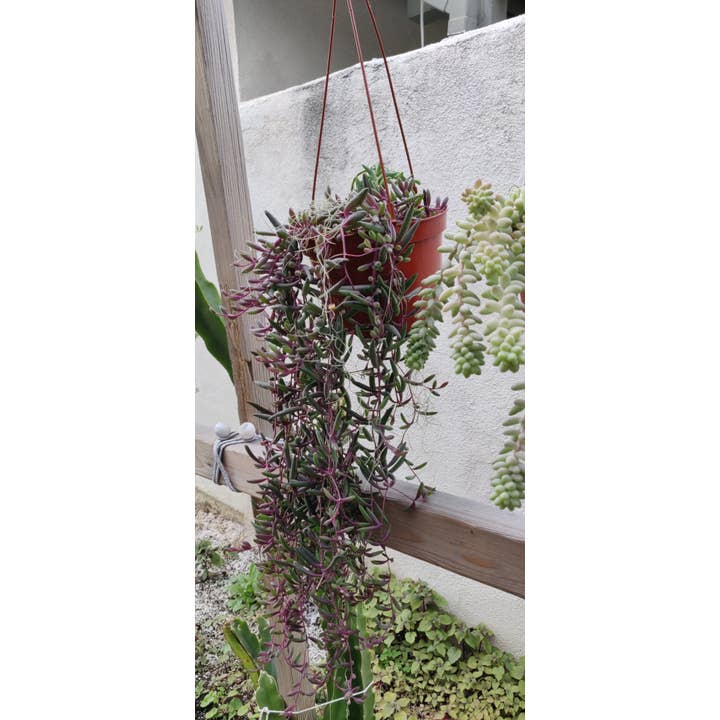 Best Plant Friend - Wholesale Succulent - Ruby Necklace Succulent - Hanging Succulents 2/4/6 inch7