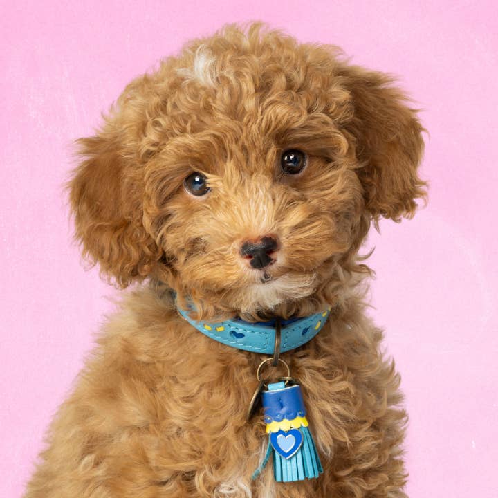 Sky dog collar for wholesale by Dog with a Mission