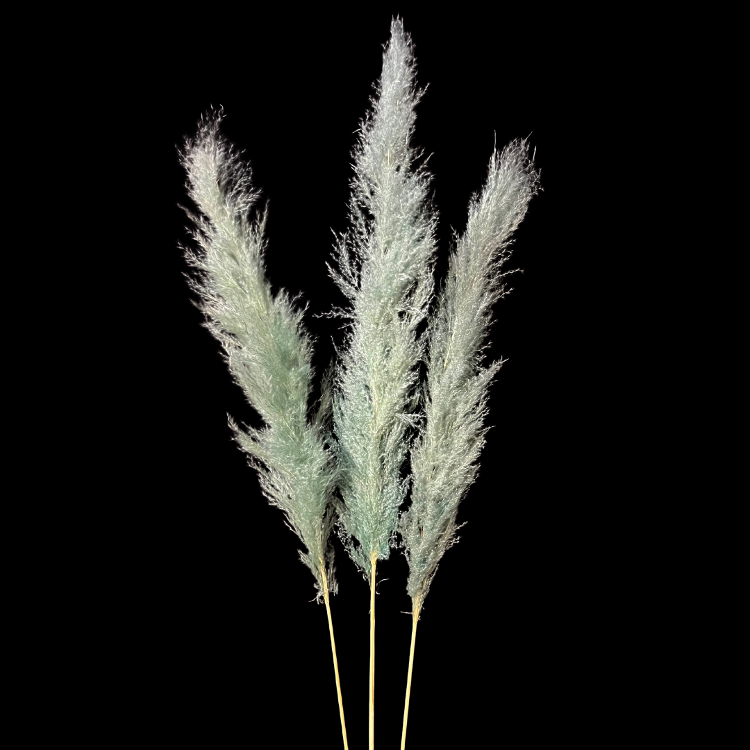 Botanico Ltd. - Wholesale Dried/Pressed Flowers - Pampas Grass4