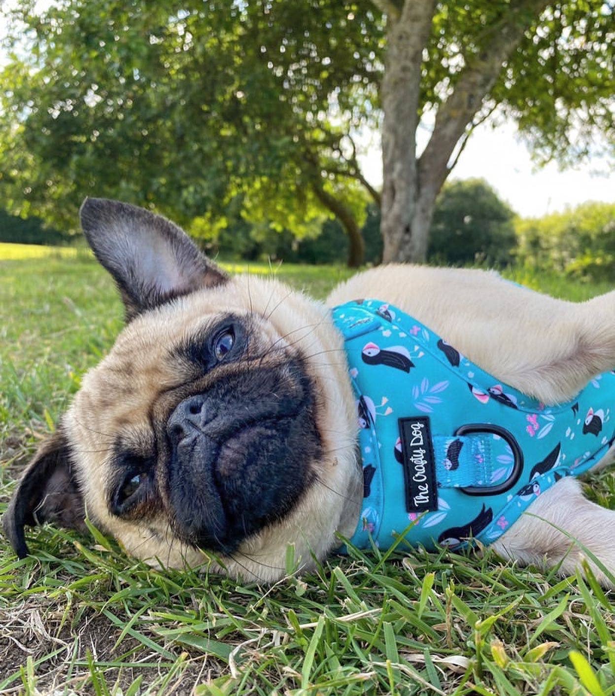 The Crafty Dog Co – Großhandel Haustiergeschirr – Hund – All Or Puffin Harness6