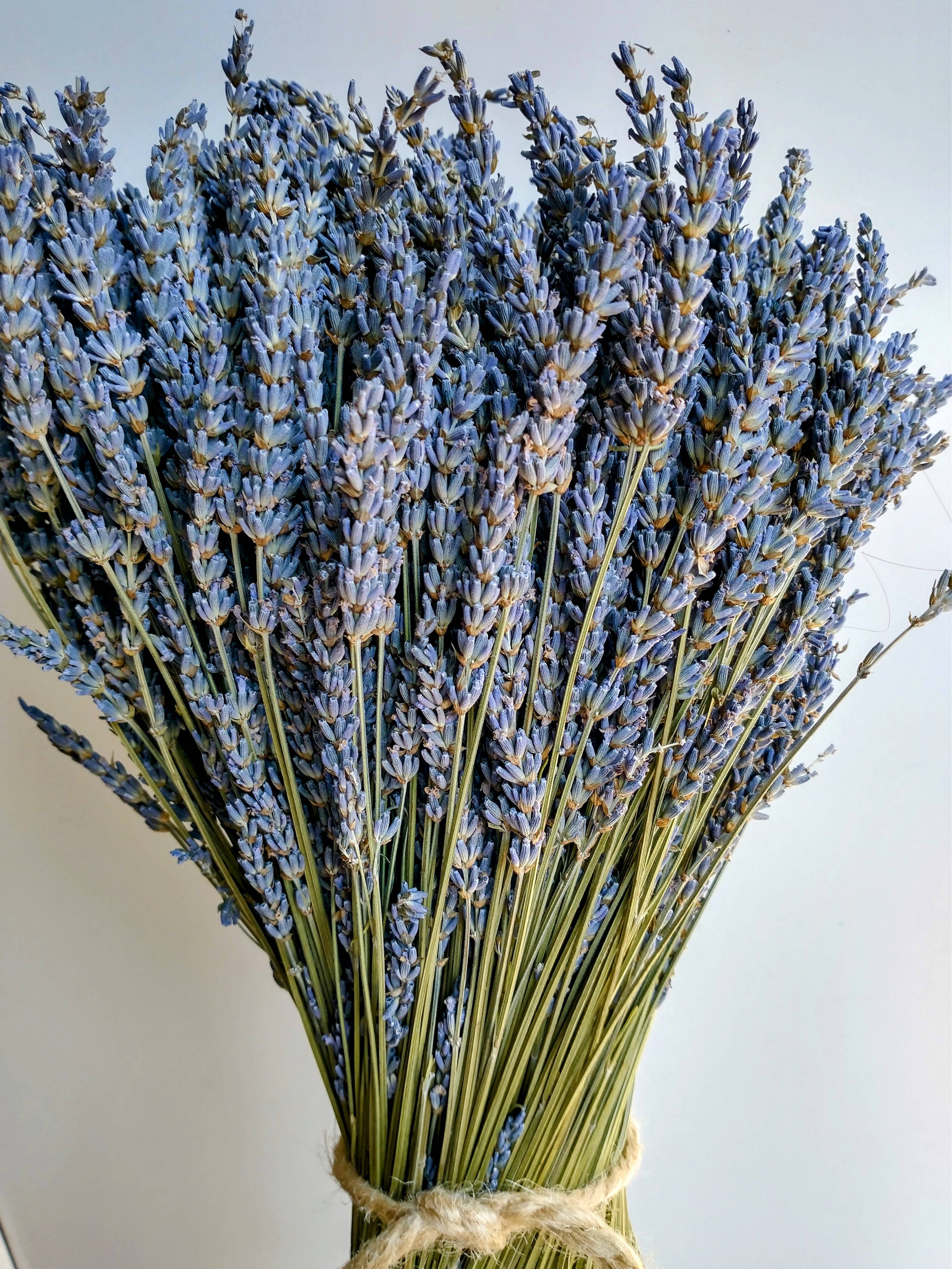 Daisy Gifts Ltd – wholesale Dried/pressed flowers – Large Handmade Dried Lavender Sheaf / Bouquet3