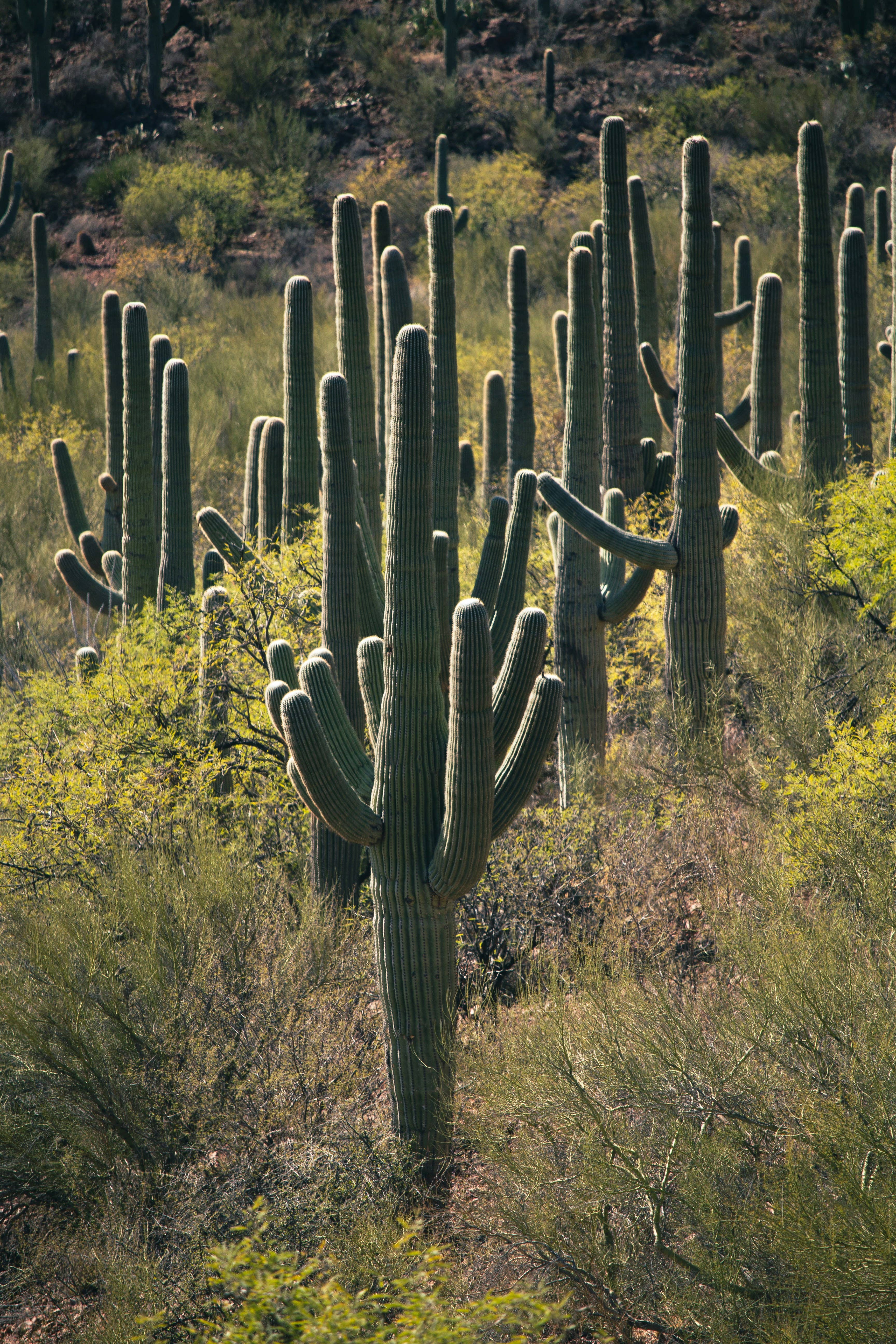 The Jonsteen Company - Wholesale Plant Seeds - Saguaro Cactus | Seed Grow Kit7