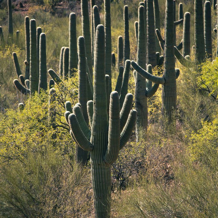 The Jonsteen Company - Wholesale Plant Seeds - Saguaro Cactus | Seed Grow Kit7
