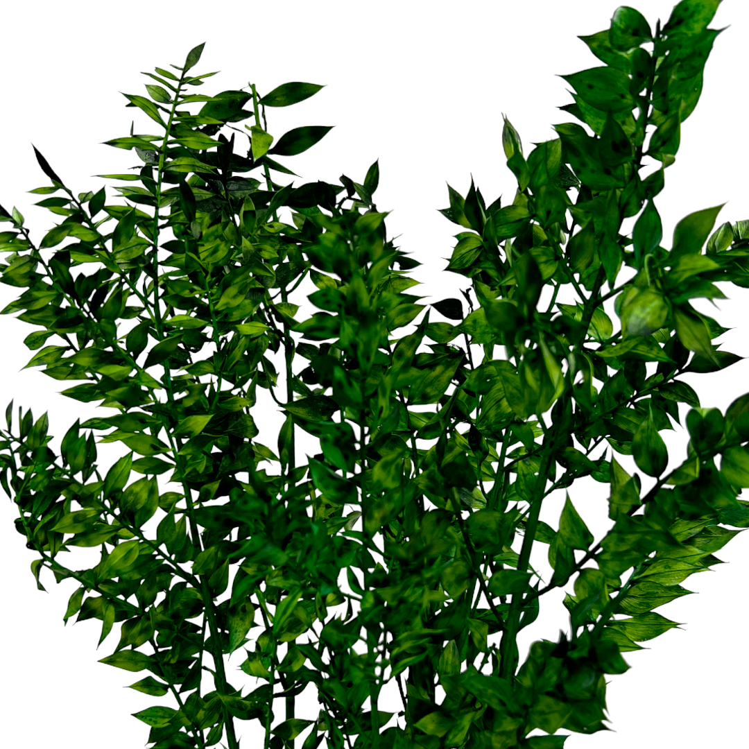 2626 Designs - Vendita all'ingrosso Piante artificiali - Ruscus conservato lungo 56-61 cm24