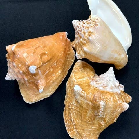 MILK CONCH 3 1/2-4 1/2" for wholesale by Darlene's Shells