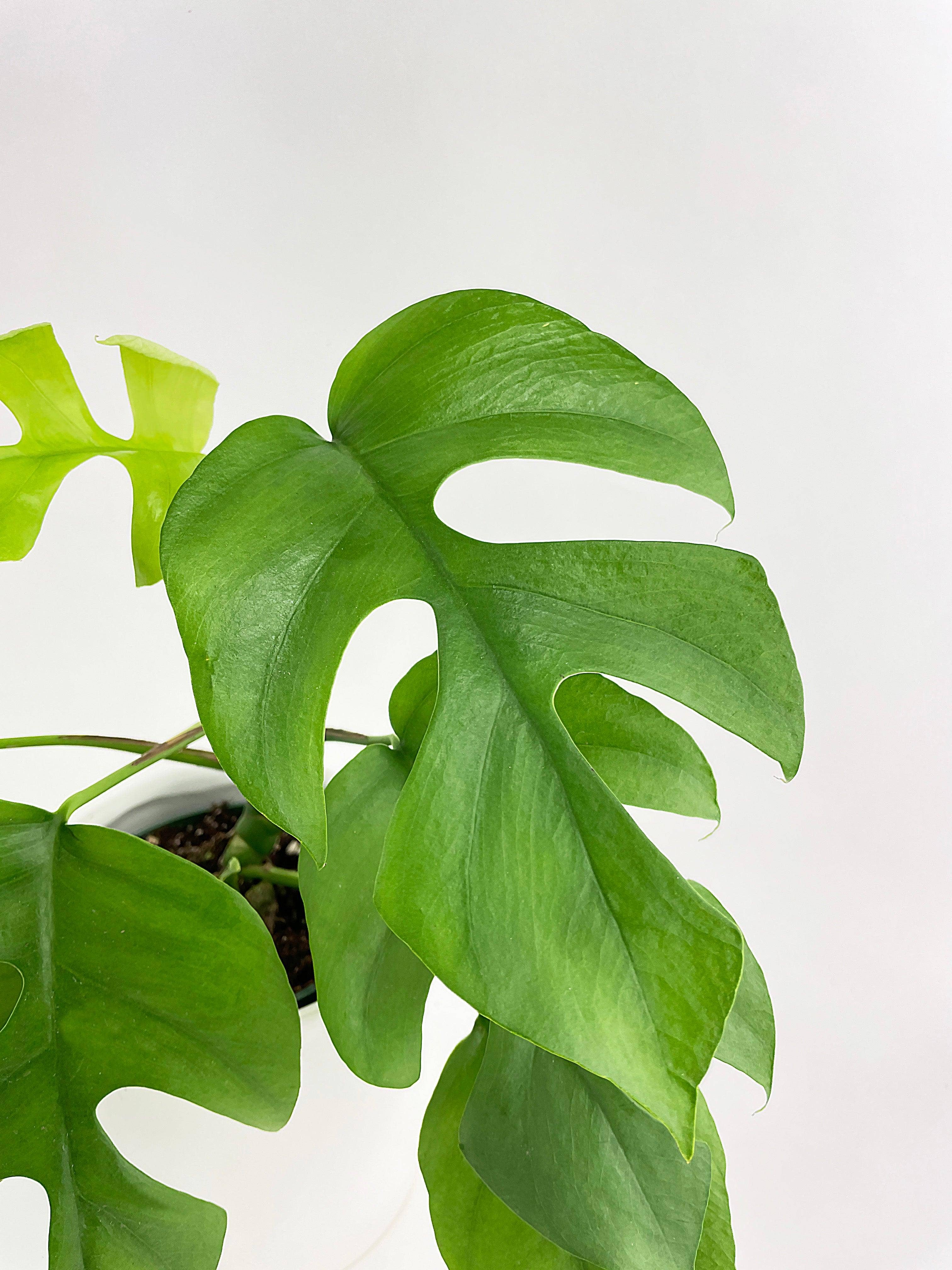 Bumble Plants - Wholesale Live Plant - Rhaphidophora Tetrasperma Mini Monstera 'Ginny'5