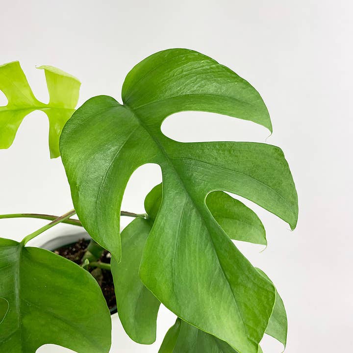 Bumble Plants - Wholesale Live Plant - Rhaphidophora Tetrasperma Mini Monstera 'Ginny'5