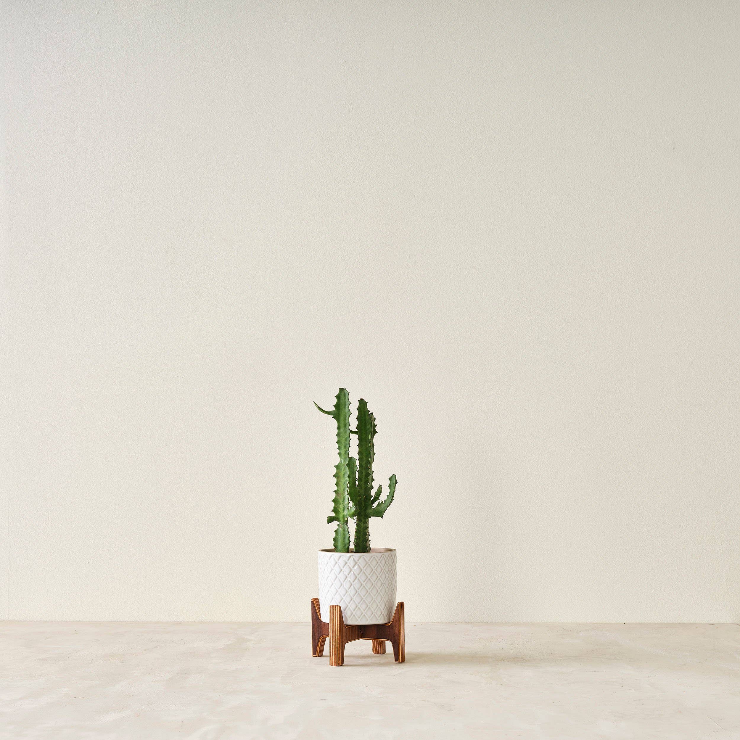 Relic Modern™ | Furniture & Objects - Wholesale Plant Pot Stand - Minimalist Walnut Plant Stand - (4", 6", 8", 10", 12")0