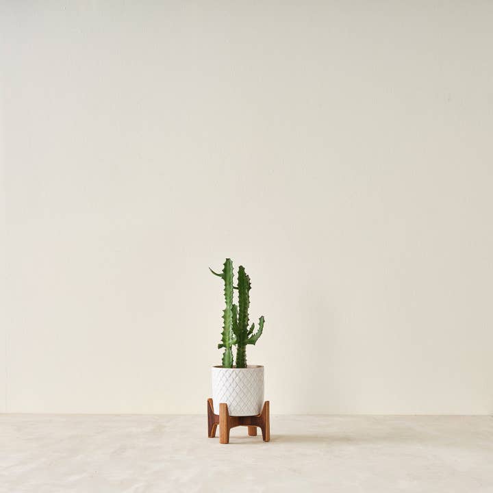 Relic Modern™ | Furniture & Objects - Wholesale Plant Pot Stand - Minimalist Walnut Plant Stand - (4", 6", 8", 10", 12")