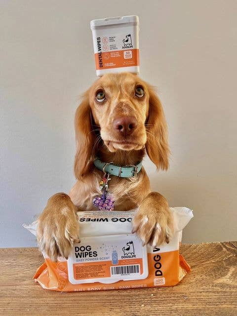 OurPetsLife - Wholesale Pet grooming aid – Dog - Scented Dog Wipes2