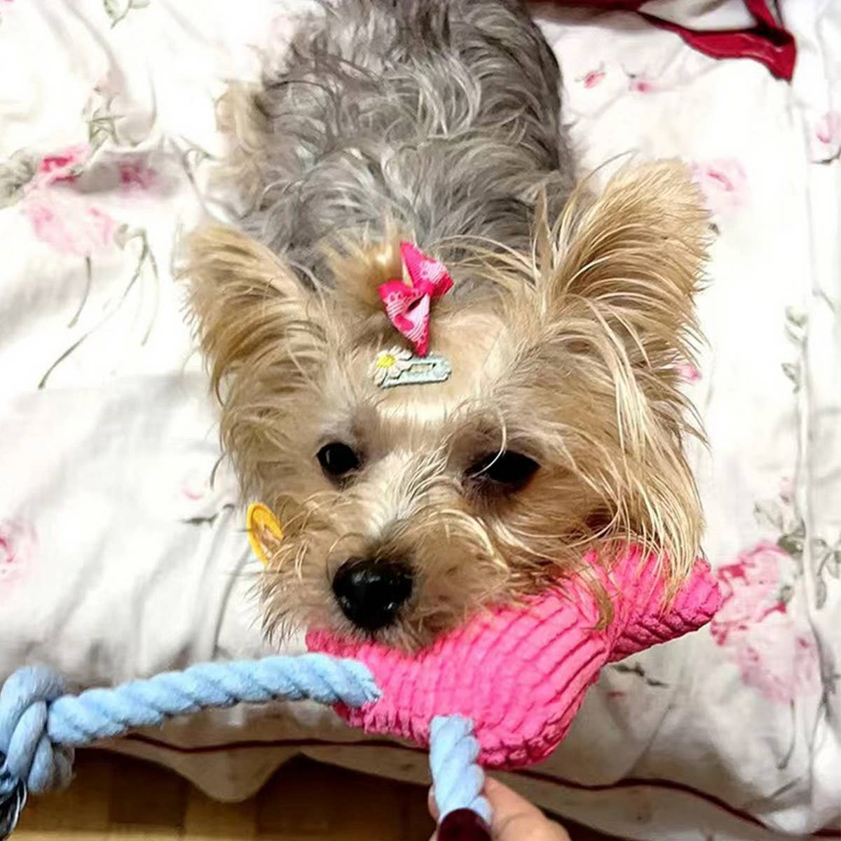 PAWPAWwholesale - Wholesale Pet Plush Toy - Dog - Plush Chew Toys for Cats Dogs Playful Pet Toys_CWMM53516