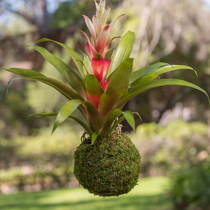 Kokedama, Fresh Green for wholesale on Faire1