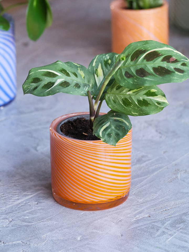 Piccolo Vaso a Spirale in Vetro - Arancione Bruciato per la vendita all'ingrosso da parte di Wrap (US duties paid)