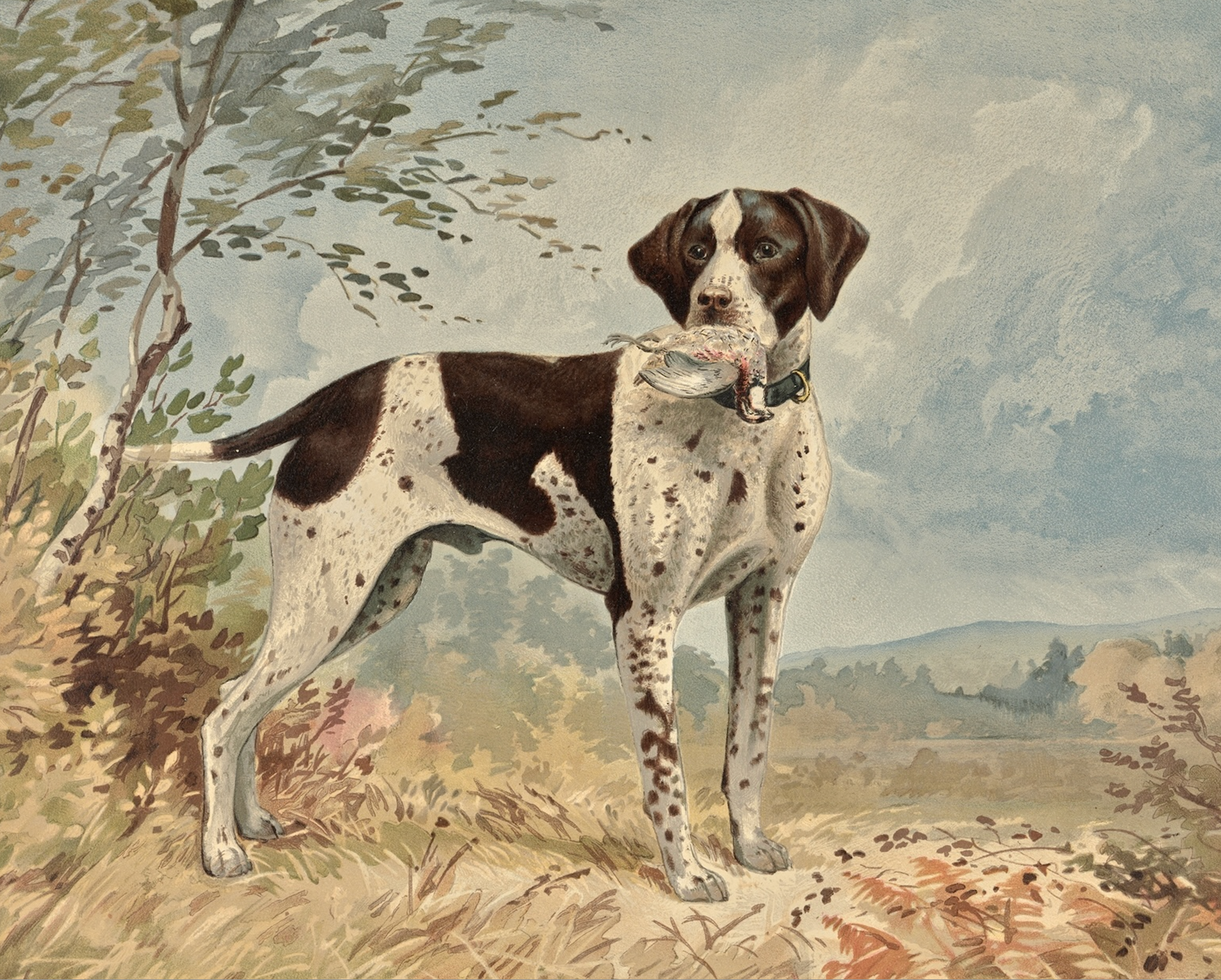 Sea to Skye - Wholesale Art Print - Standing English Pointer Antique Art Print1