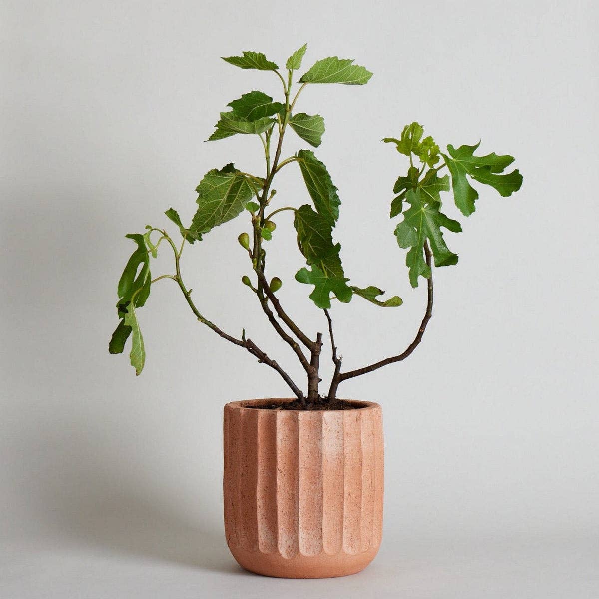 Bloomist - Wholesale Plant Pot - Fluted Planter1
