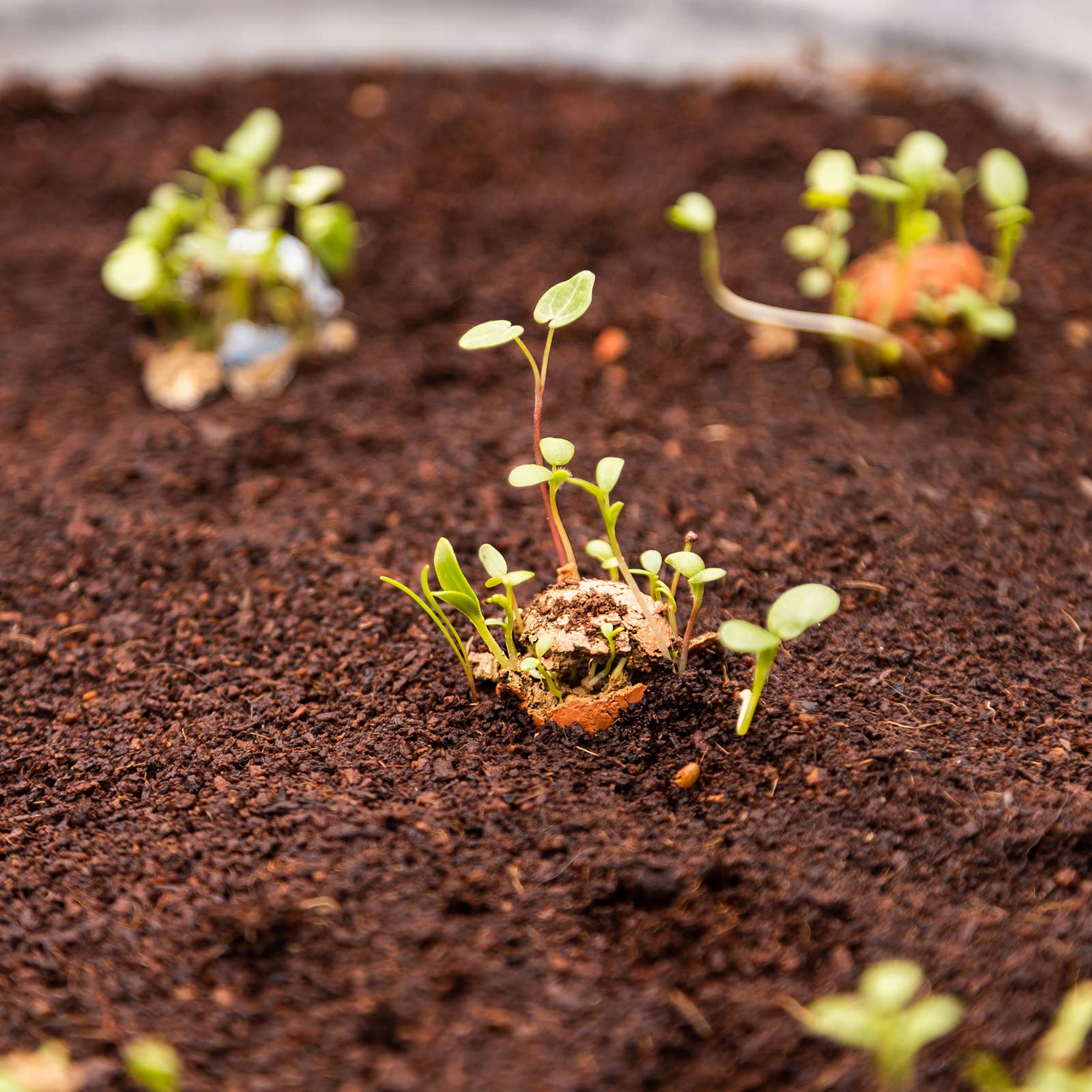 Buzzy Seeds Grow Gifts - Wholesale Plant Seeds - Mini Wildflower Seed Box – 4 Seed Bomb Gift Set2