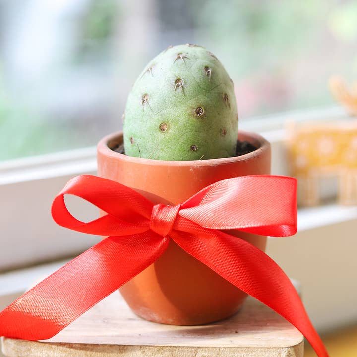 Best Plant Friend - Wholesale Succulent - SUPER RARE Tephrocactus Geometricus 4" Holiday Cactus3