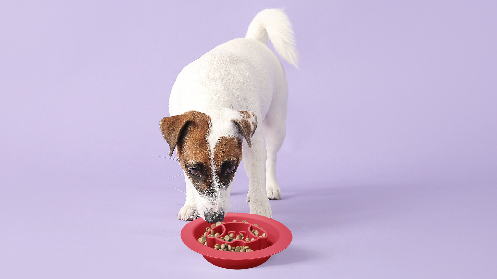 Spunky Pup - Wholesale Pet Elevated Bowl - Cat/Dog - Lick Pad + Slow Feeder DUO, Bowl4