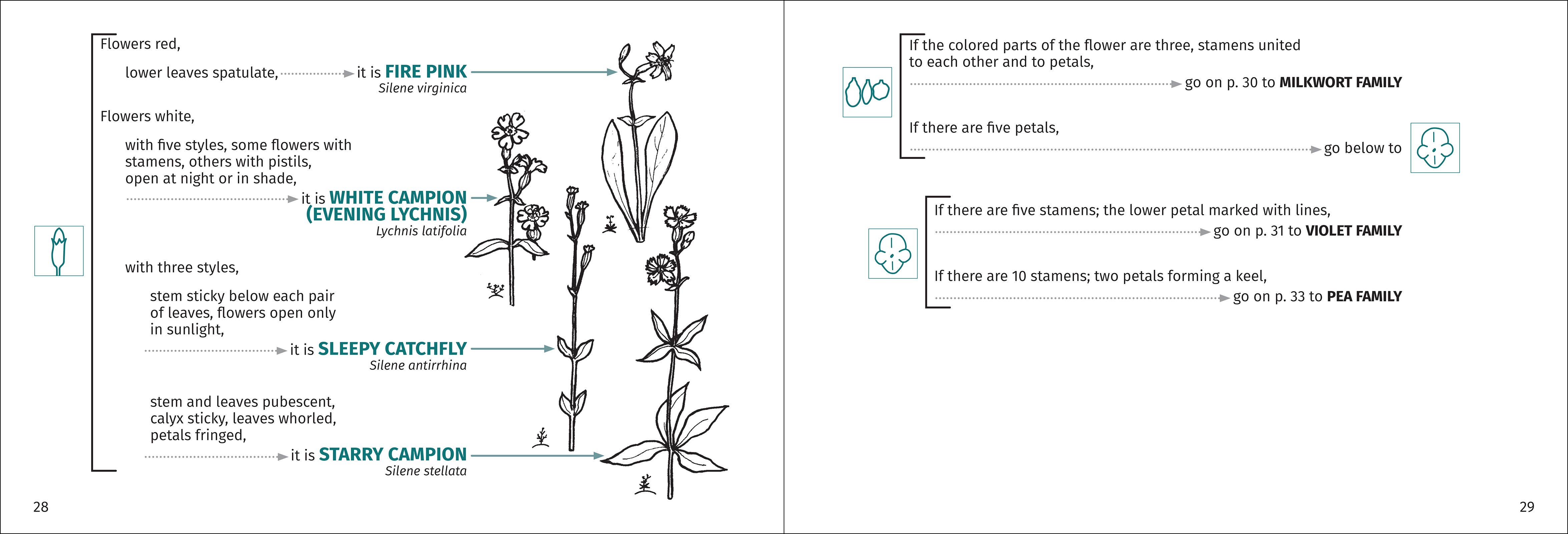 AdventureKEEN - Wholesale Nature & Outdoors - Flower Finder 2nd Edition6