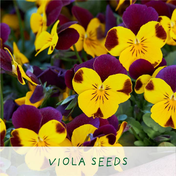 The Plant Gift Co. – wholesale Plant seeds – Big Bee Happiness Eco Plant Grow Kit, Gardening Gift6