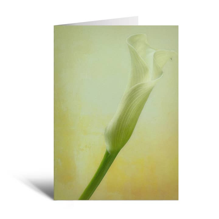 Graceful Calla Single 5x7 Calla Lily Flower Greeting Card for wholesale by Sheryl’s Virtual Garden