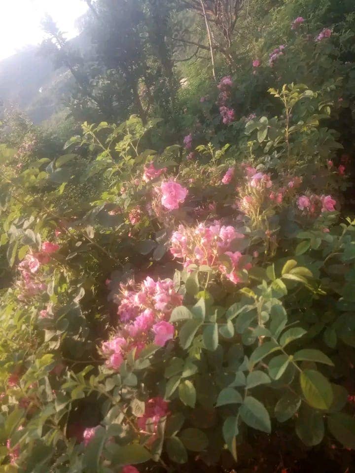 Aromachology - Venta al por mayor Aceite esencial - Aceite Absoluto de Rosa a Granel3