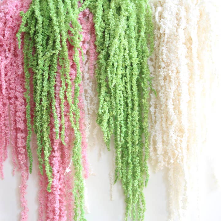 Roxanne's Dried Flowers - Wholesale Dried/Pressed Flowers - Amaranthus (Hanging) - Preserved7