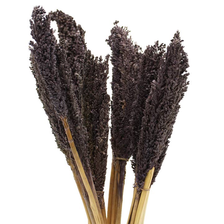 Ancient Wisdom – wholesale Dried/pressed flowers – Cantal Grass Bunch - Black2